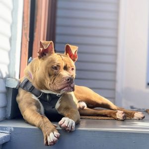 Jalen, Young Male Pit Bull Terrier