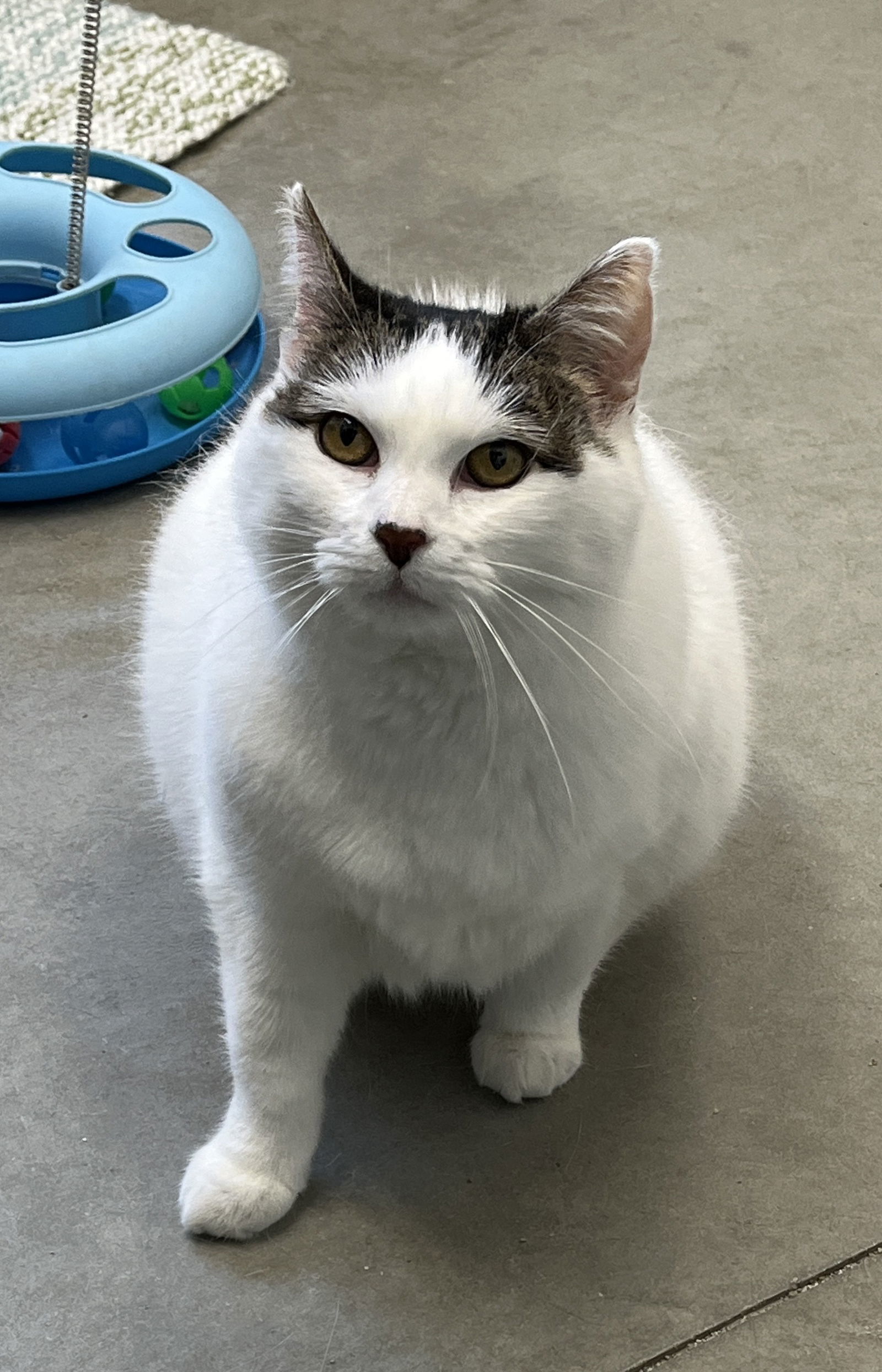 Mochie, an adoptable Domestic Short Hair in Emmett, ID, 83617 | Photo Image 1