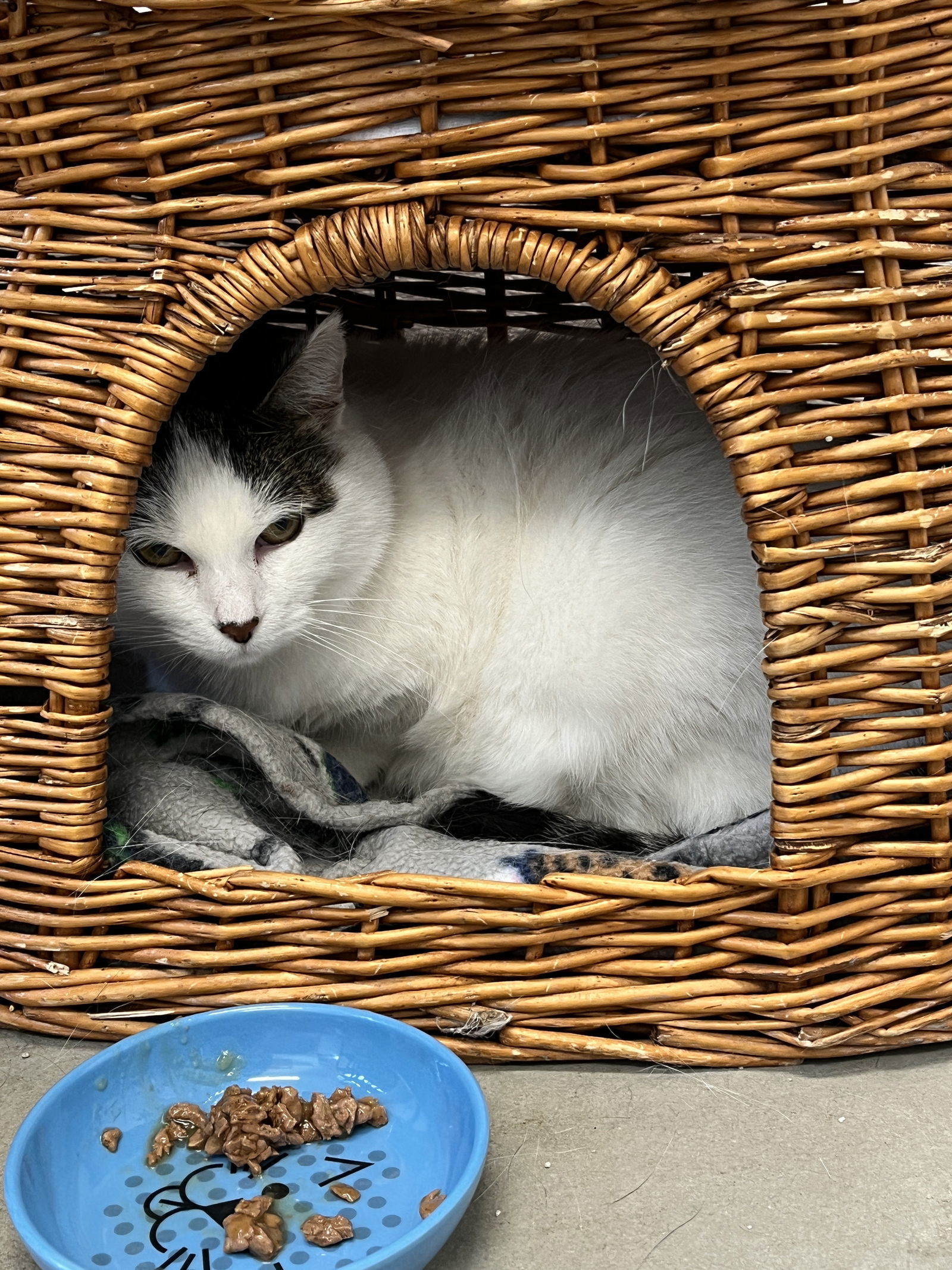 Mochie, an adoptable Domestic Short Hair in Emmett, ID, 83617 | Photo Image 2