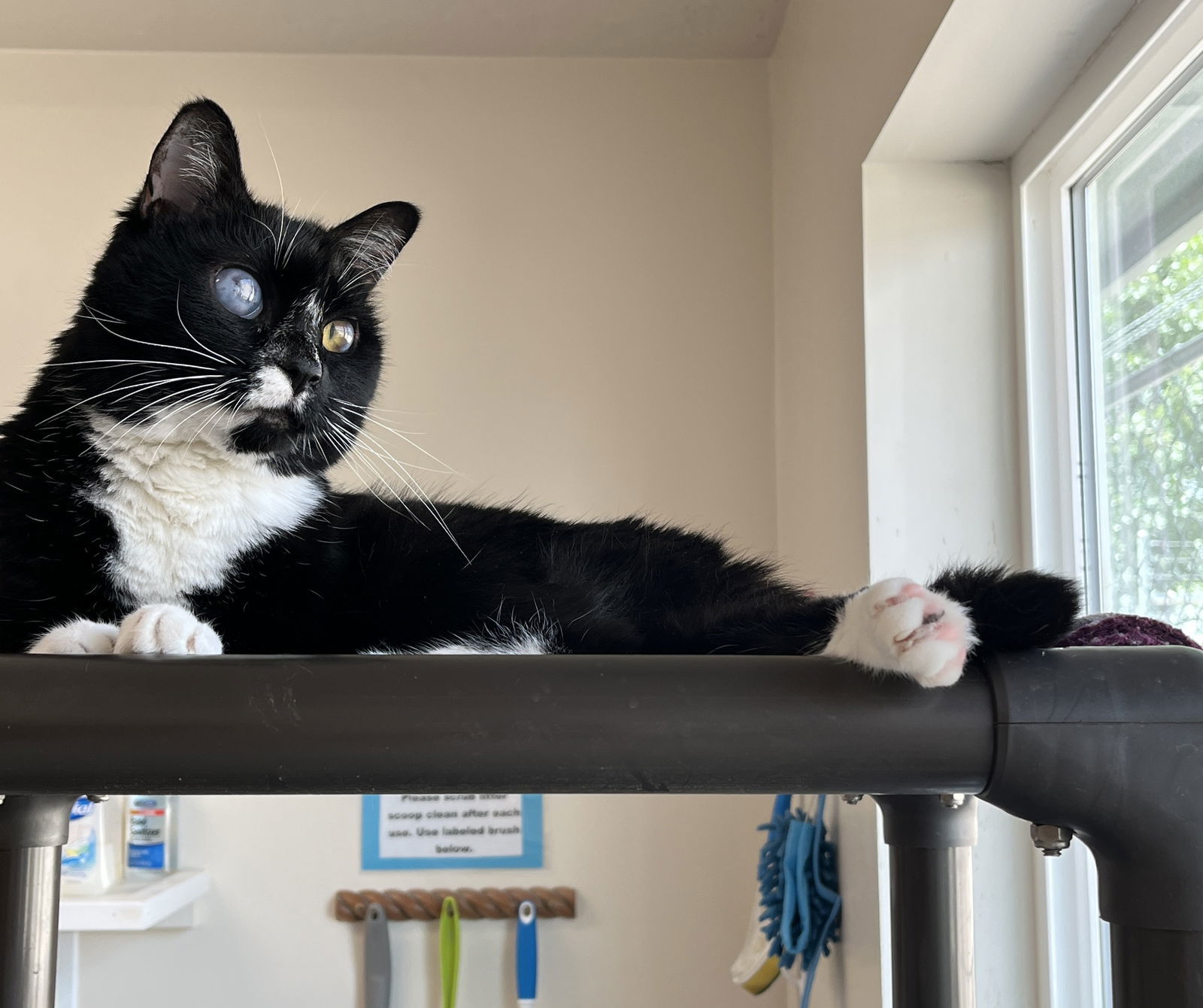 Miss Kitty, an adoptable Domestic Short Hair in Emmett, ID, 83617 | Photo Image 1