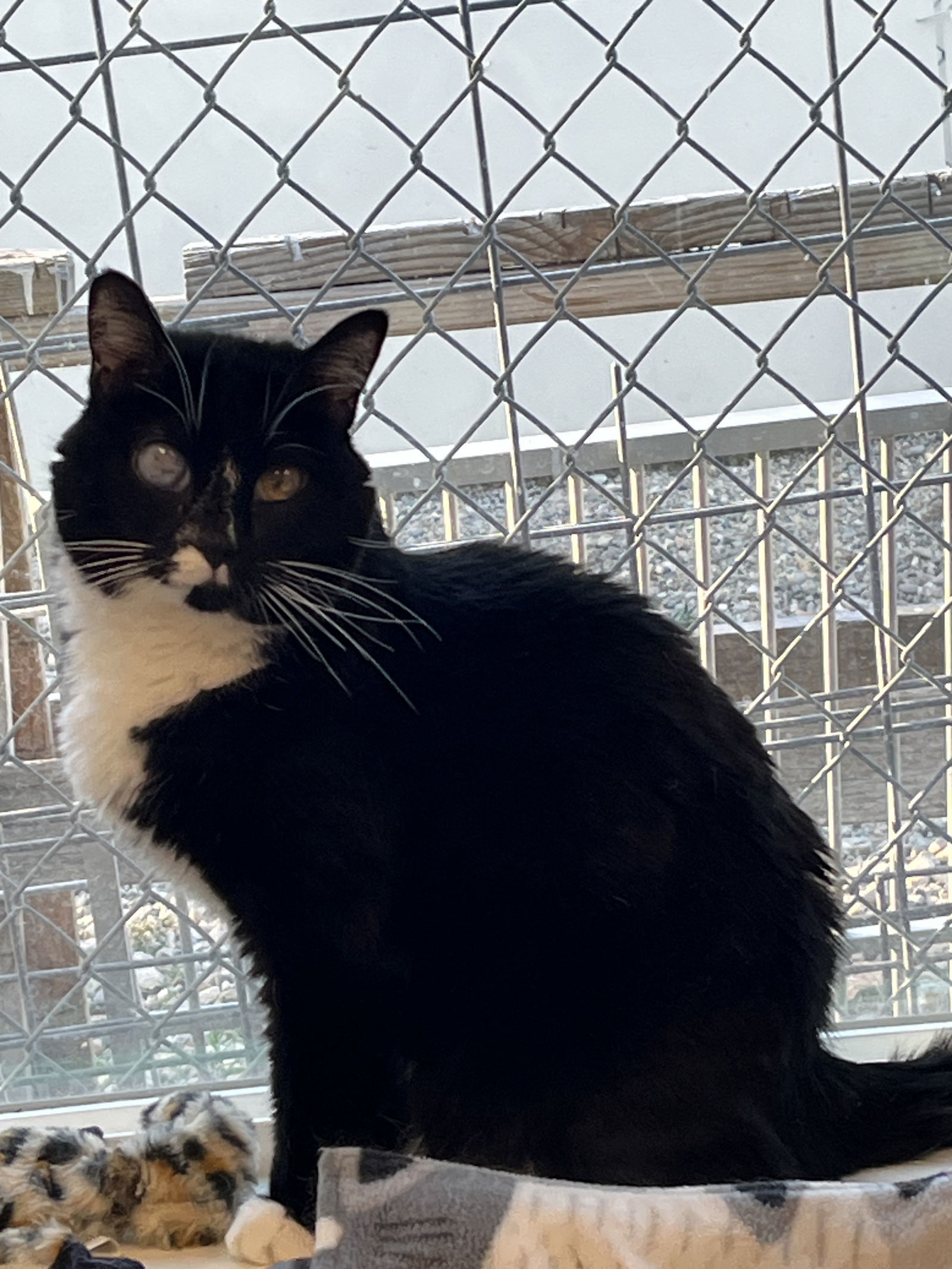Miss Kitty, an adoptable Domestic Short Hair in Emmett, ID, 83617 | Photo Image 2