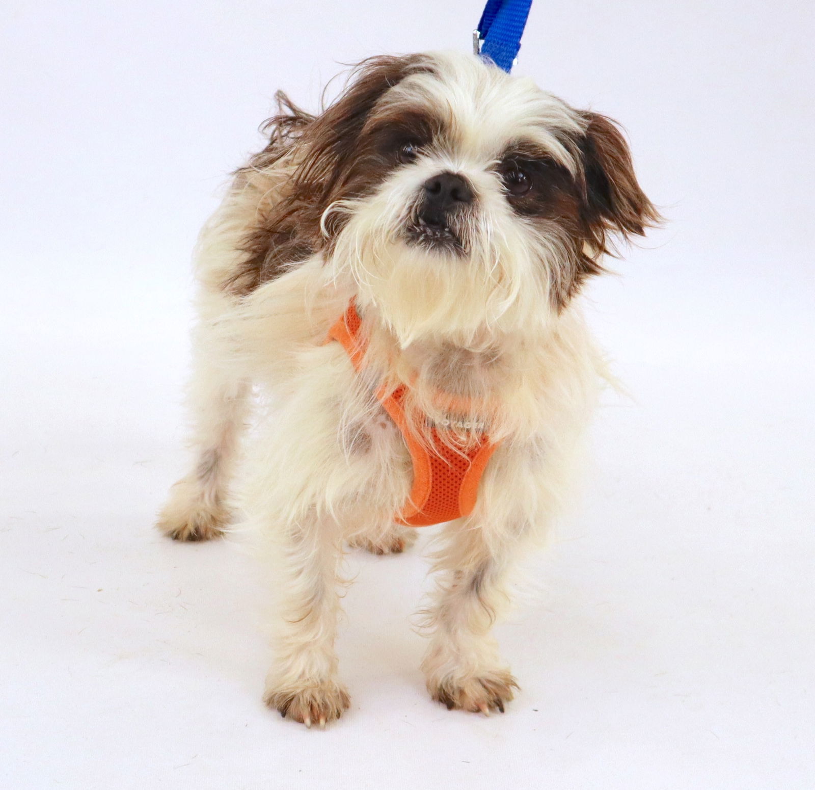 Milton, an adoptable Maltese, Yorkshire Terrier in St. Cloud, MN, 56301 | Photo Image 1