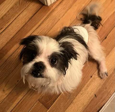 Milton, an adoptable Maltese, Yorkshire Terrier in St. Cloud, MN, 56301 | Photo Image 2