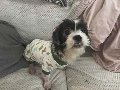 Milton, an adoptable Maltese, Yorkshire Terrier in St. Cloud, MN, 56301 | Photo Image 3