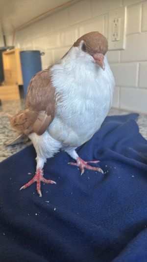 Dear little touffe was rescued weak and grounded in a kind persons backyard yesterday Palomacy v