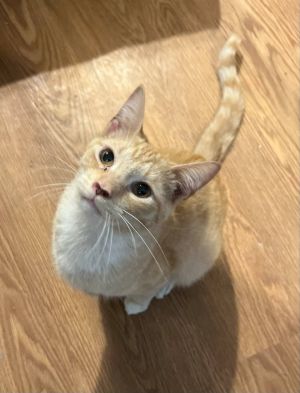 Magnus Kitten Swipe right if youre ready for a stunning companion with luscious fur and a personal