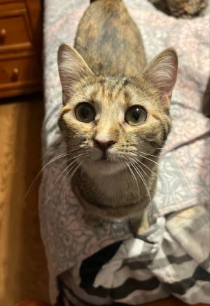 Ginny is an affectionate and playful girl whos ready to fill your home with love and joy This swee