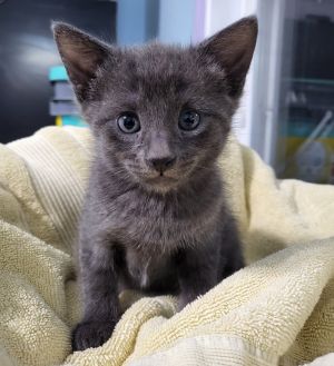 Meet Nimbus -- one of the sweetest little boys youll ever meet Hes still a bit shy but his foste