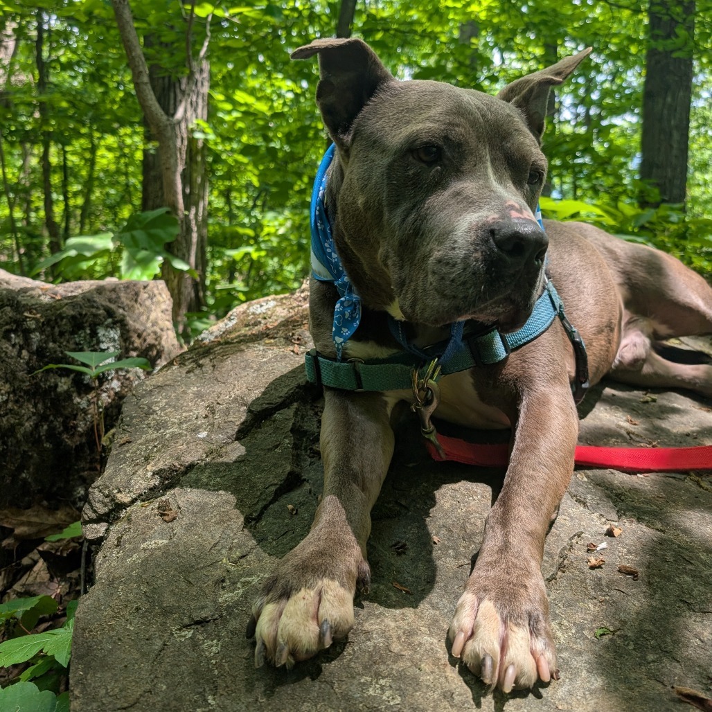 Tonka