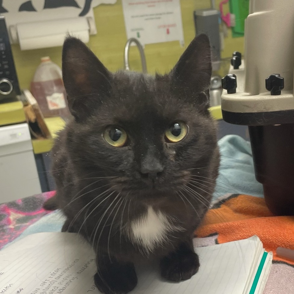 Purrlock Holmes