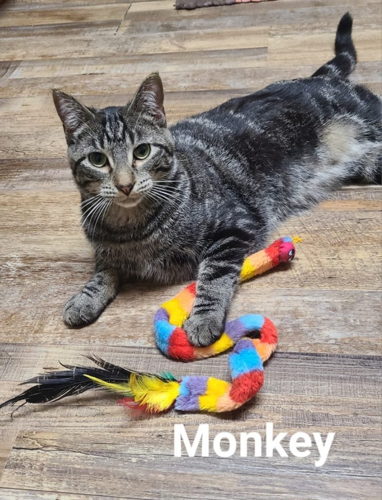 Monkey, an adoptable Domestic Short Hair in Minot, ND, 58701 | Photo Image 1