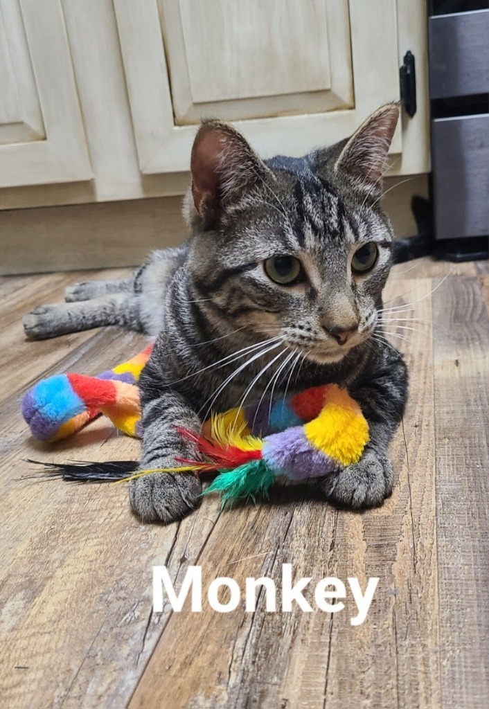 Monkey