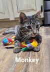 Monkey photo 2