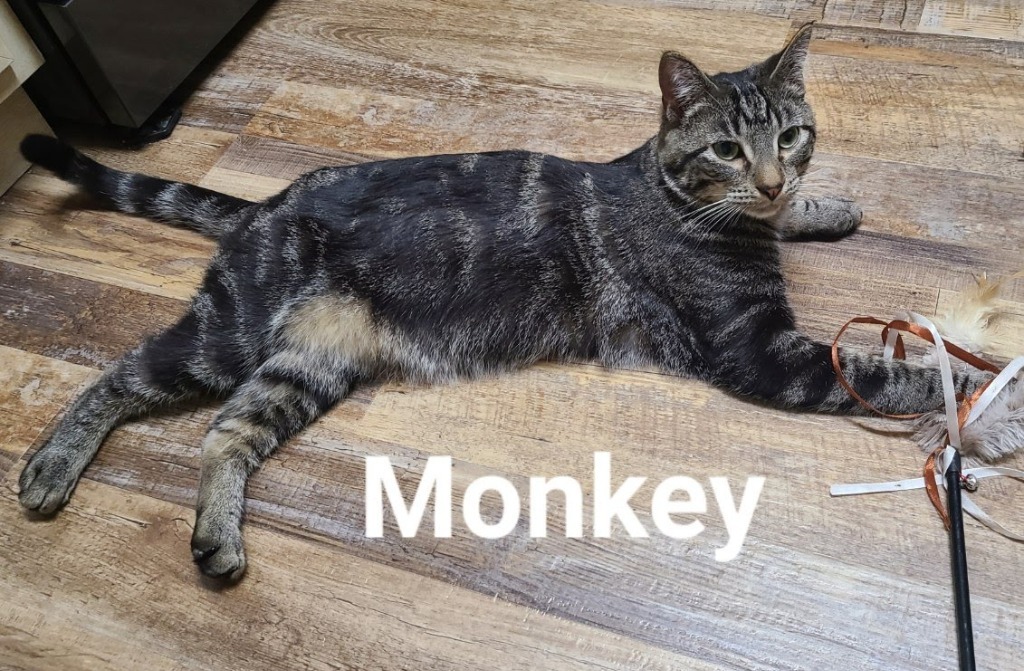 Monkey, an adoptable Domestic Short Hair in Minot, ND, 58701 | Photo Image 3
