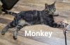 Monkey photo 3