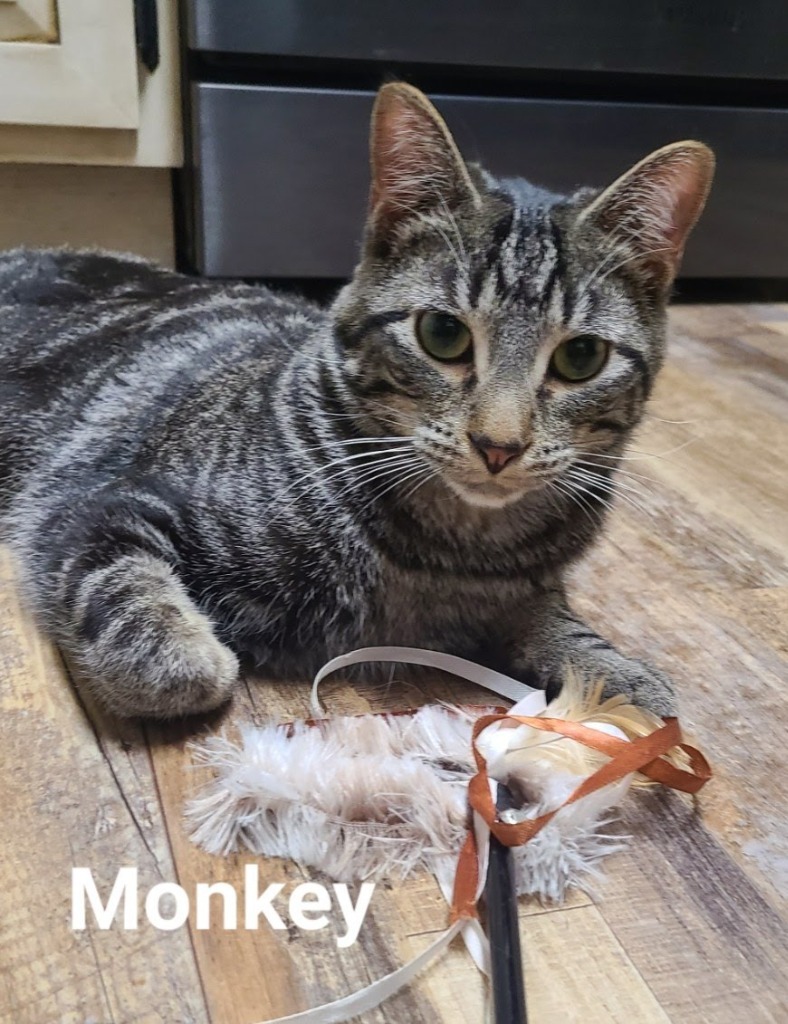 Monkey