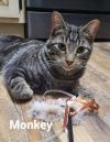 Monkey photo 4