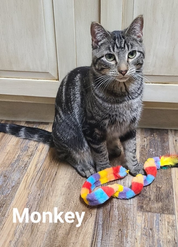 Monkey, an adoptable Domestic Short Hair in Minot, ND, 58701 | Photo Image 5