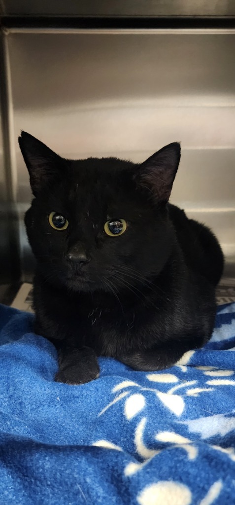 Hank, an adoptable Domestic Short Hair in Minot, ND, 58701 | Photo Image 1