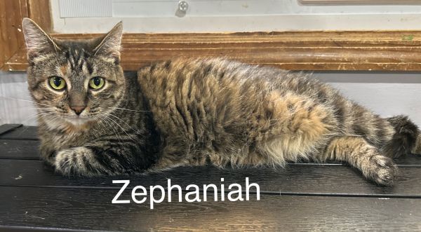 Zephaniah thumbnail 1