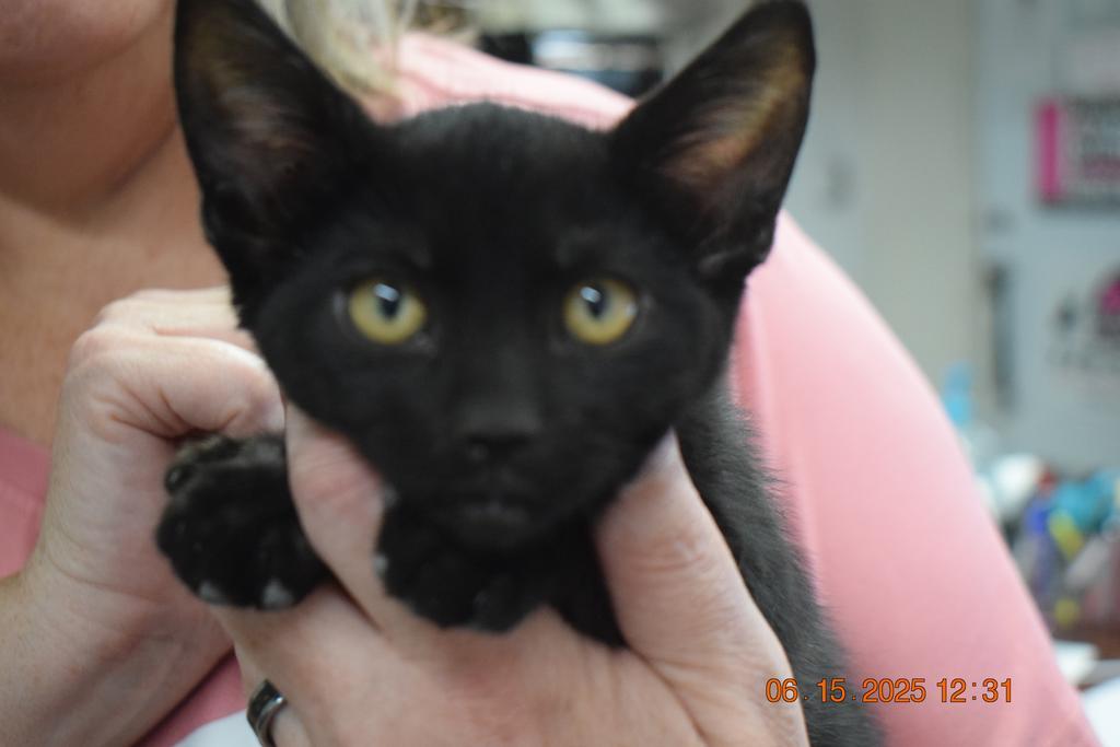 Bagheera (Tokyo K4), an adoptable Domestic Short Hair in Pahrump, NV, 89048 | Photo Image 1