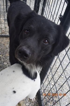 Tip, Adult Male Australian Shepherd