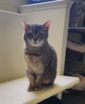 Dove (Cleo), Adult Female Domestic Short Hair