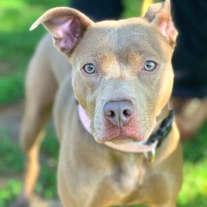 Autumn, Adult Female Mixed Breed