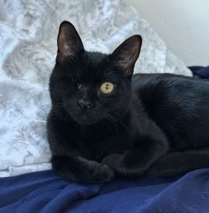 Wink, Young Female Domestic Short Hair