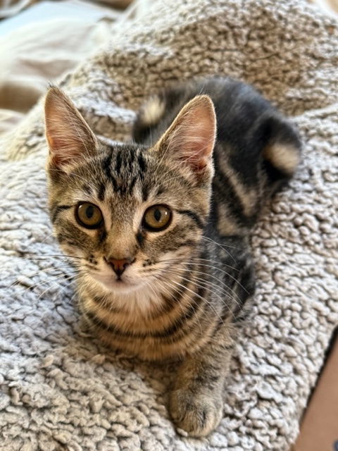 Paloma (bonded W/ Mojito) thumbnail 1