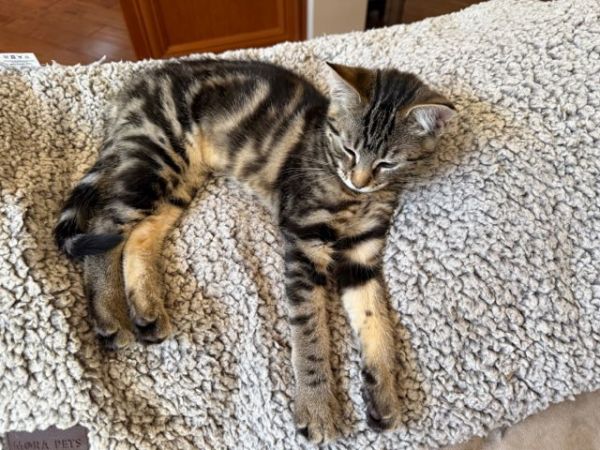 Paloma (bonded W/ Mojito) thumbnail 2