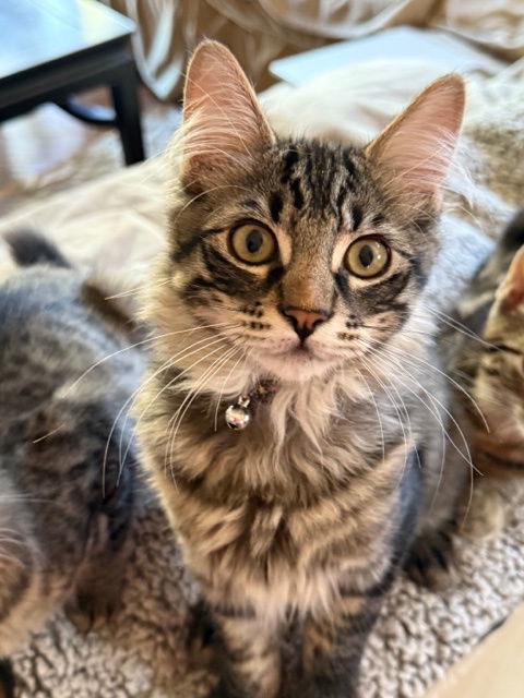 Negroni (bonded W/ Julep) thumbnail 1