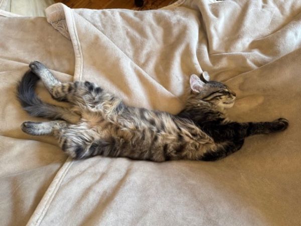 Negroni (bonded W/ Julep) thumbnail 2