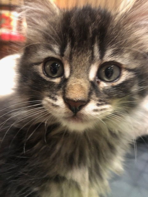 Negroni (bonded W/ Julep) thumbnail 3