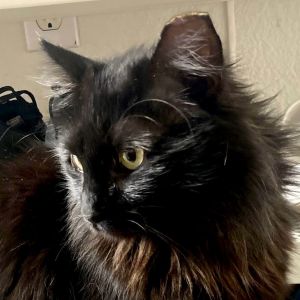 Kat (Courtesy Post), Adult Female Domestic Long Hair