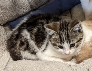 Sneaky Waffle Cone, Baby Female Domestic Short Hair