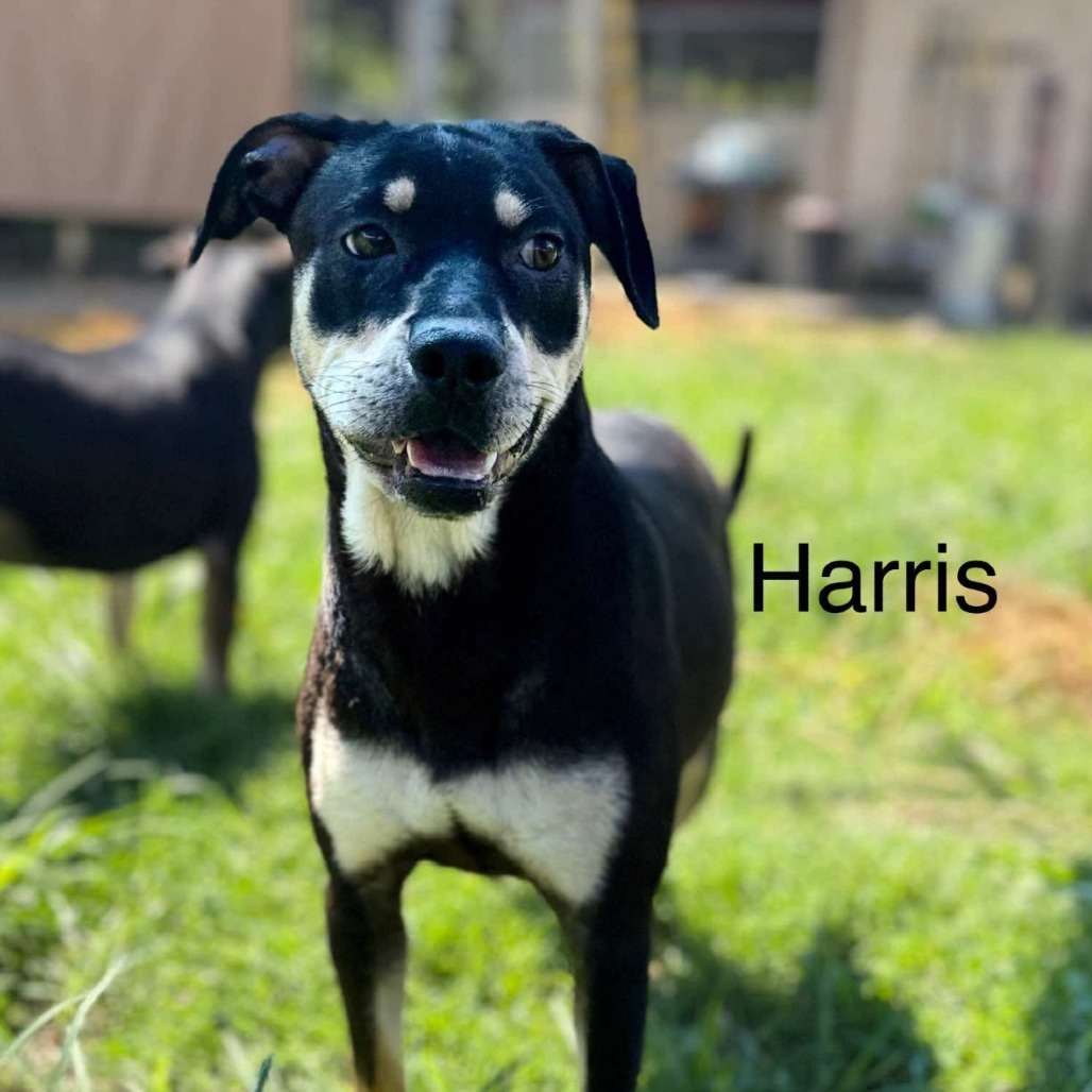 Harris