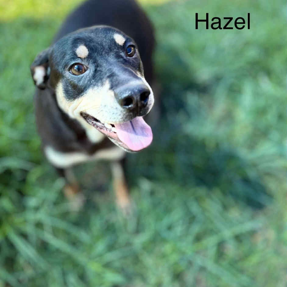Hazel