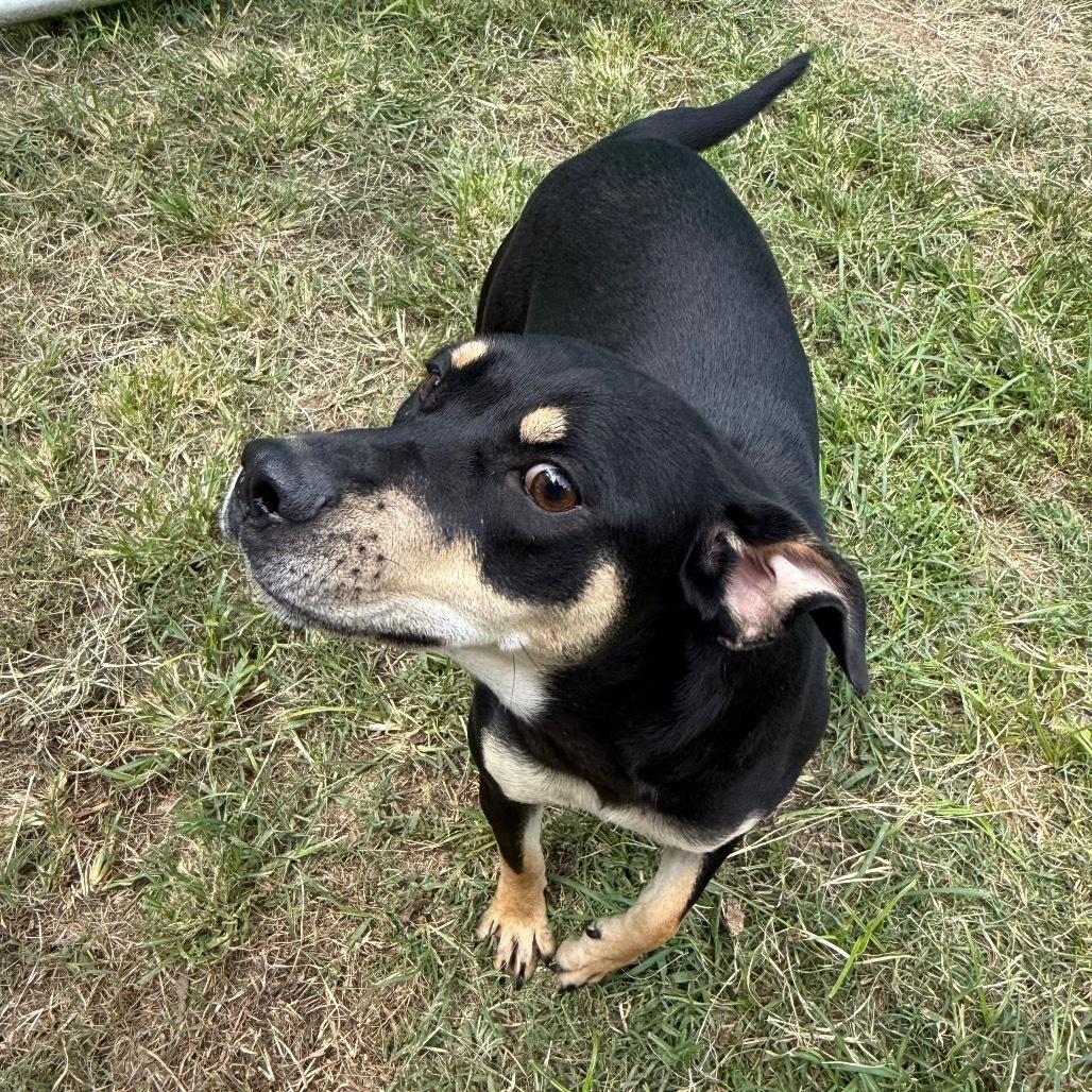 Hazel