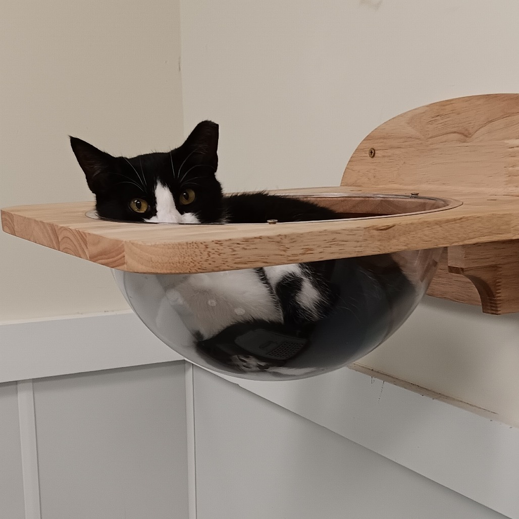 Falcon, an adoptable Domestic Short Hair in Thomaston, ME, 04861 | Photo Image 1