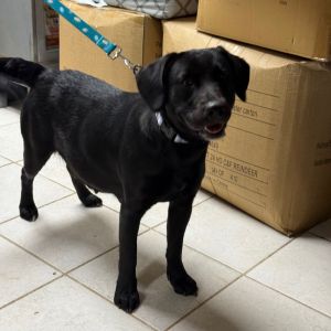 Millie Mae, Adult Female Black Labrador Retriever