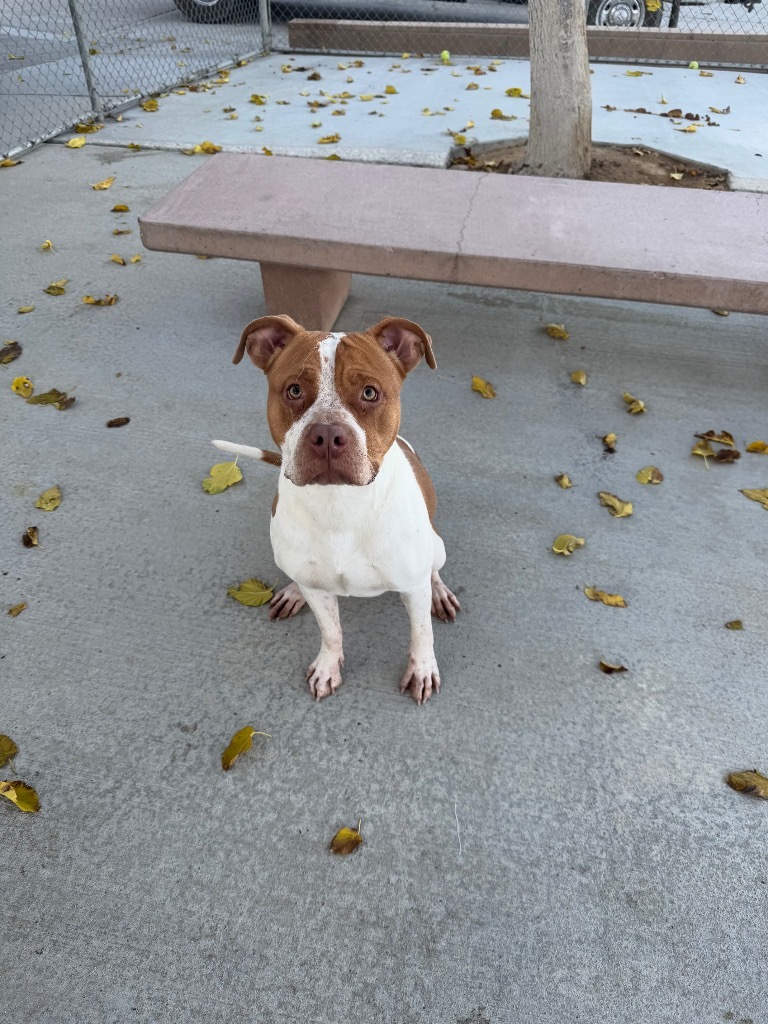 Roxy