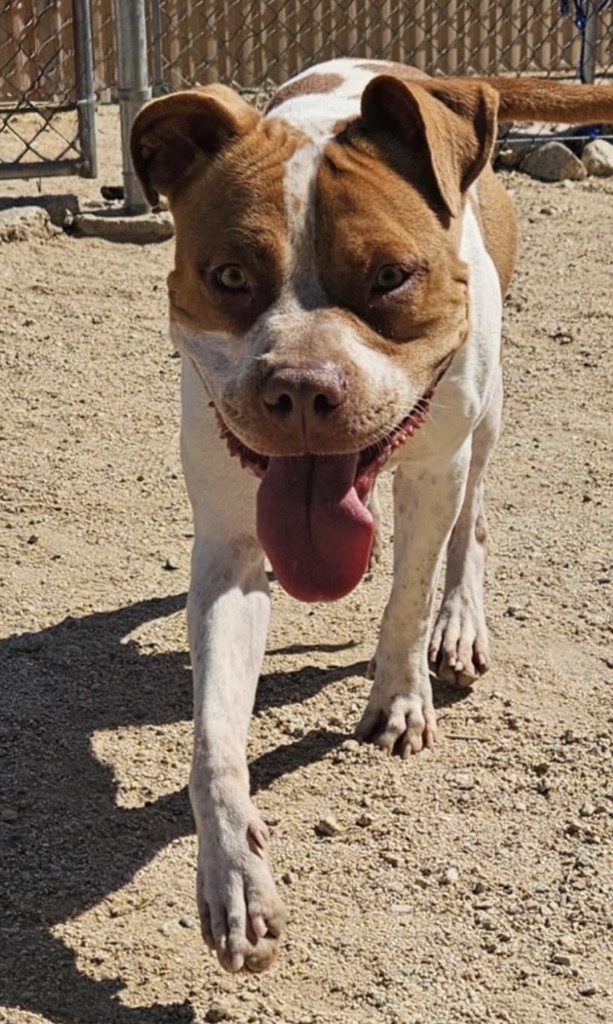 Roxy