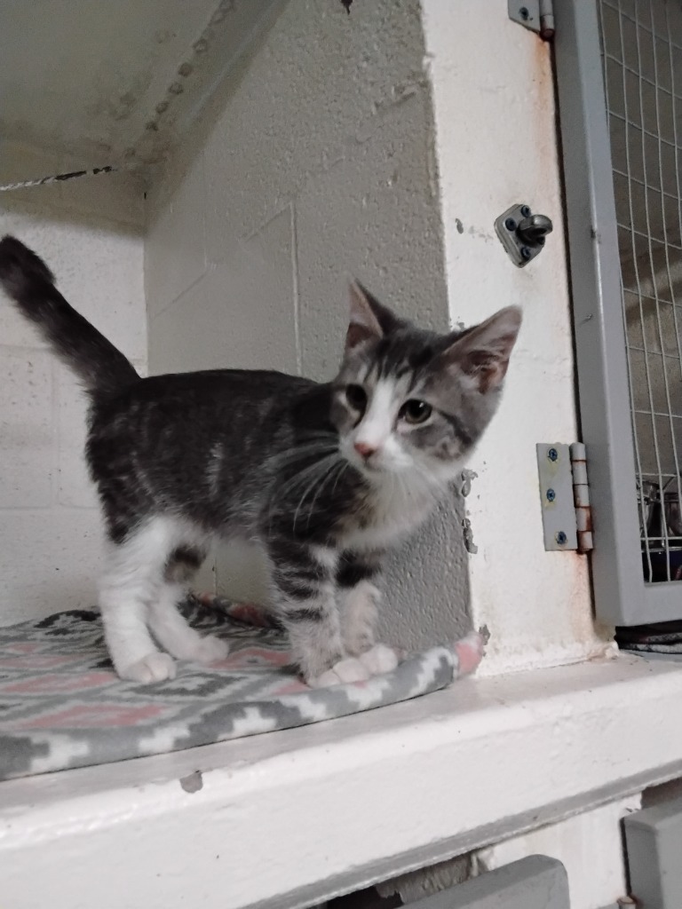 Batey, an adoptable Domestic Short Hair in Ada, OK, 74820 | Photo Image 1
