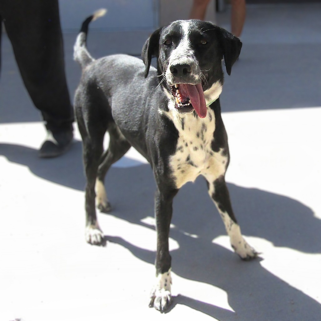 Violet, an adoptable Mixed Breed in Las Cruces, NM, 88012 | Photo Image 1