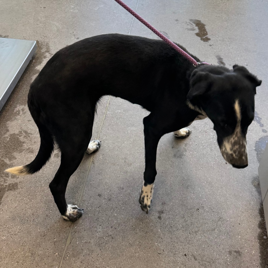 Violet, an adoptable Mixed Breed in Las Cruces, NM, 88012 | Photo Image 2