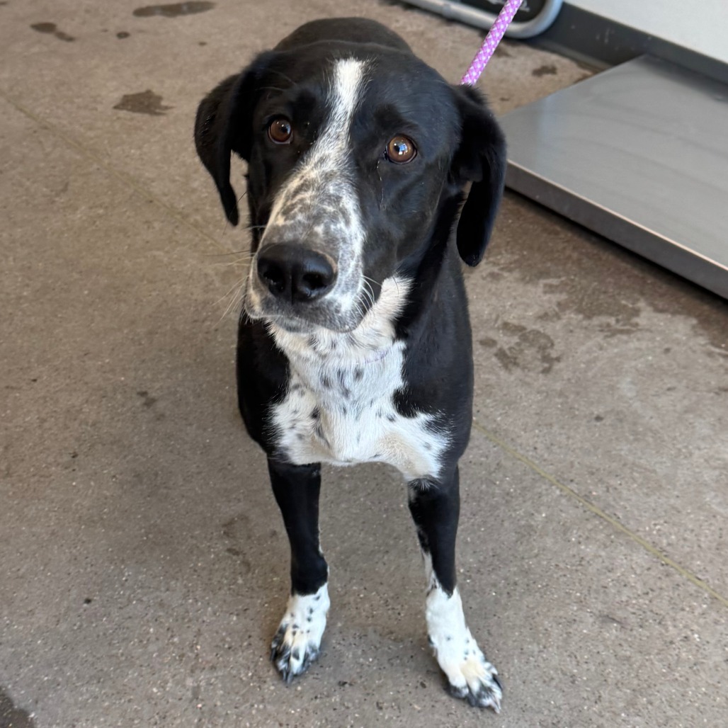 Violet, an adoptable Mixed Breed in Las Cruces, NM, 88012 | Photo Image 3