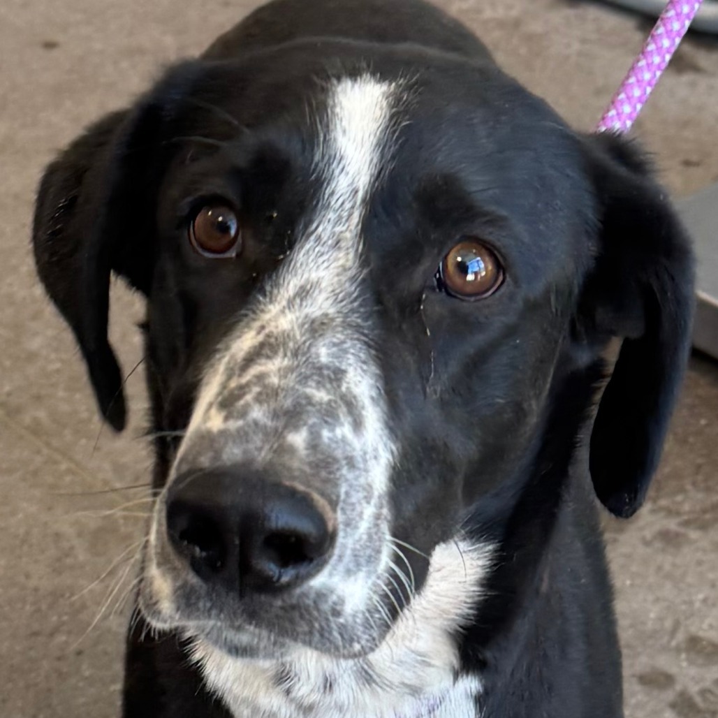 Violet, an adoptable Mixed Breed in Las Cruces, NM, 88012 | Photo Image 4