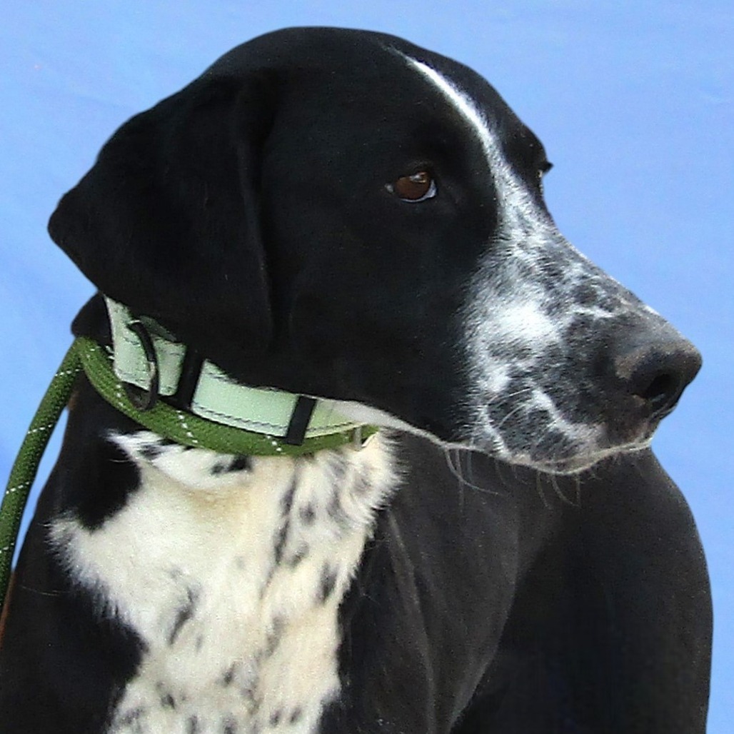 Violet, an adoptable Mixed Breed in Las Cruces, NM, 88012 | Photo Image 5