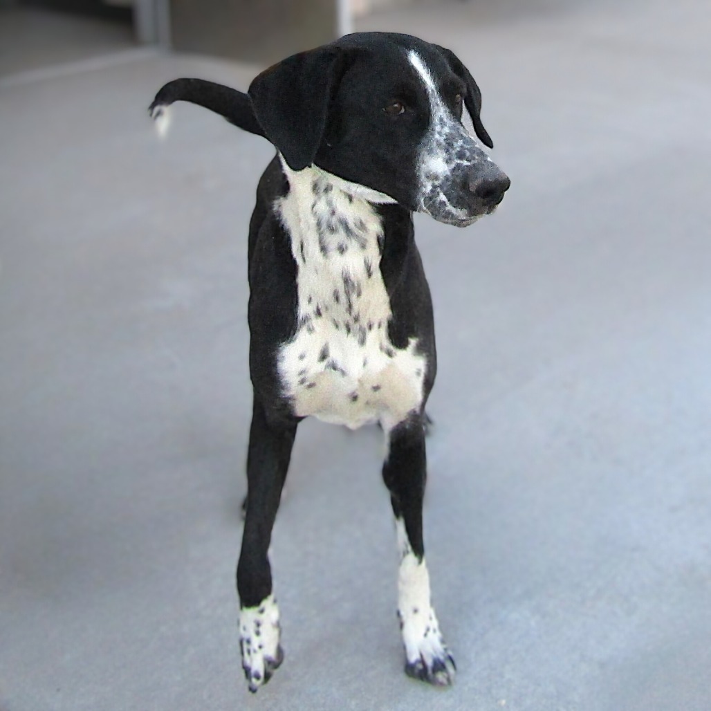 Violet, an adoptable Mixed Breed in Las Cruces, NM, 88012 | Photo Image 6